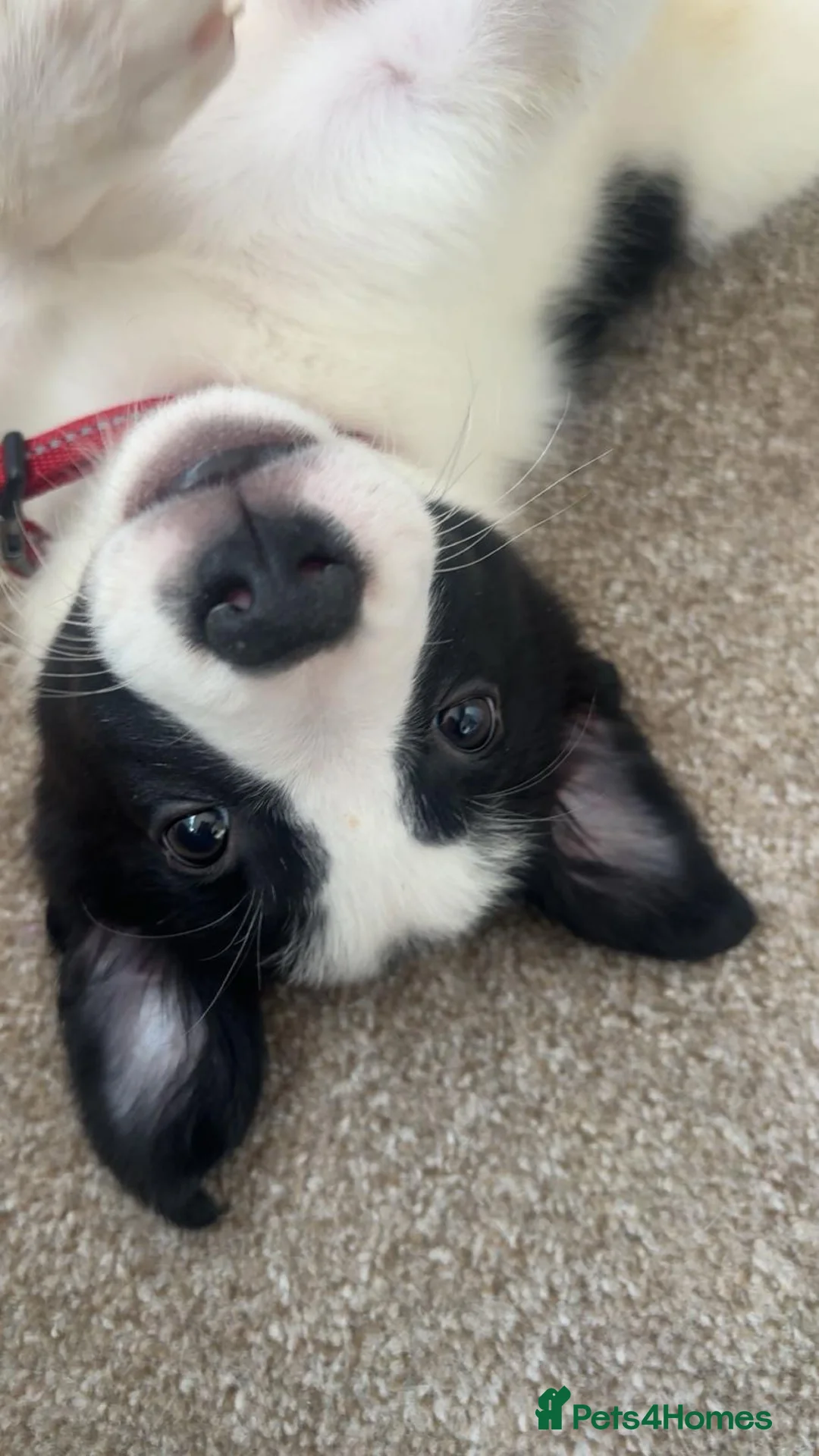Border Collie dogs for sale: ✨ Last remaining border collie puppy ✨ - Advert 35