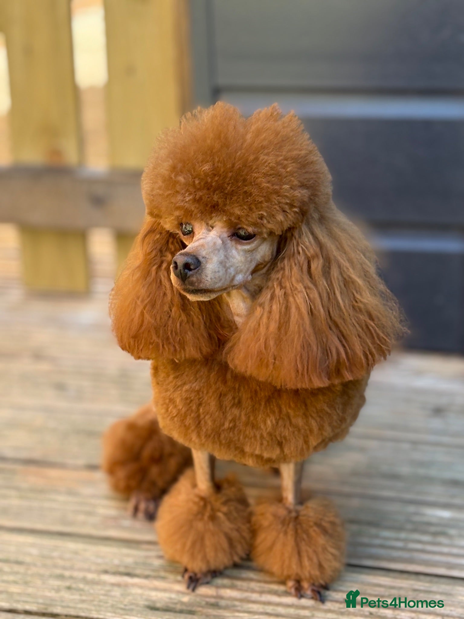 Toy Poodle dogs KC reg Toy Poodle STUD - Advert 6