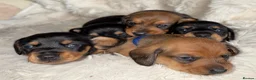 Miniature Dachshund dogs for sale: Your new best friend awaits🥰 5 gorgeous boys🩵 - Advert 14