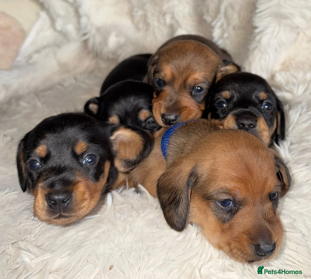Miniature Dachshund dogs for sale: Your new best friend awaits🥰 5 gorgeous boys🩵 - Advert 14