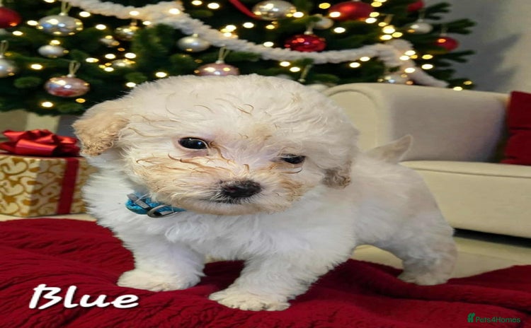 Toy Poodle dogs Stunning toy poodle puppies  - Advert 4