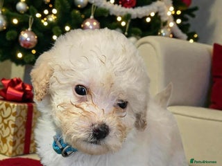 Toy Poodle dogs Stunning toy poodle puppies - Advert 5