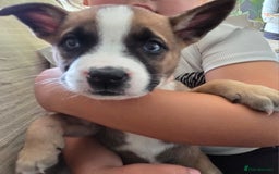 Mixed Breed dogs for sale: Akita mix - Image 10