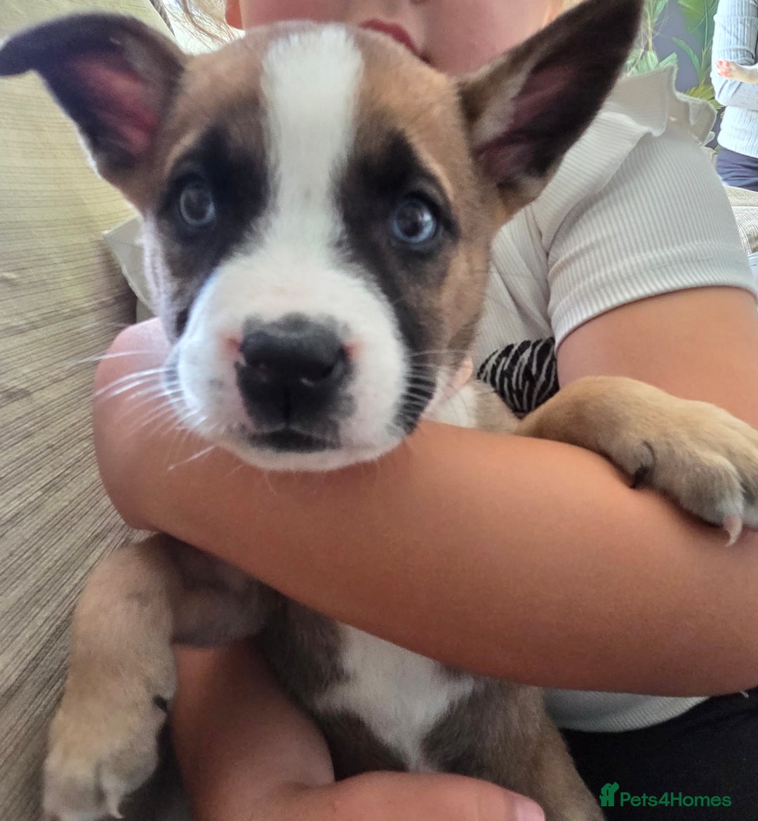 Mixed Breed dogs for sale: Akita mix - Image 10