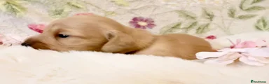 Miniature Dachshund 4