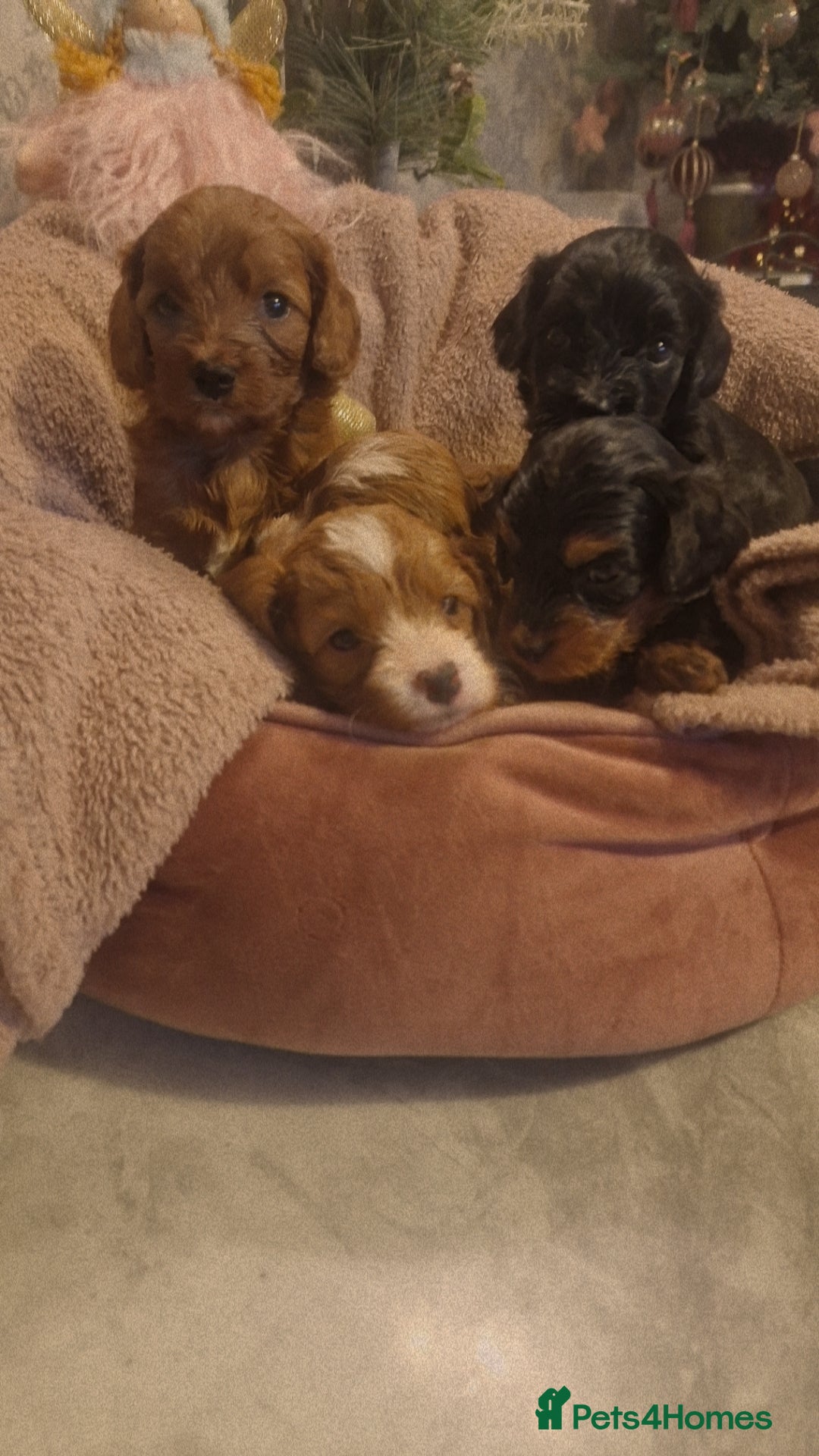Cavapoo dogs for sale: Beautiful cavapoo puppies  - Advert 7