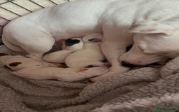 Jack Russell dogs for sale: Beautiful, big and healthy jack Russell pups - Image 2