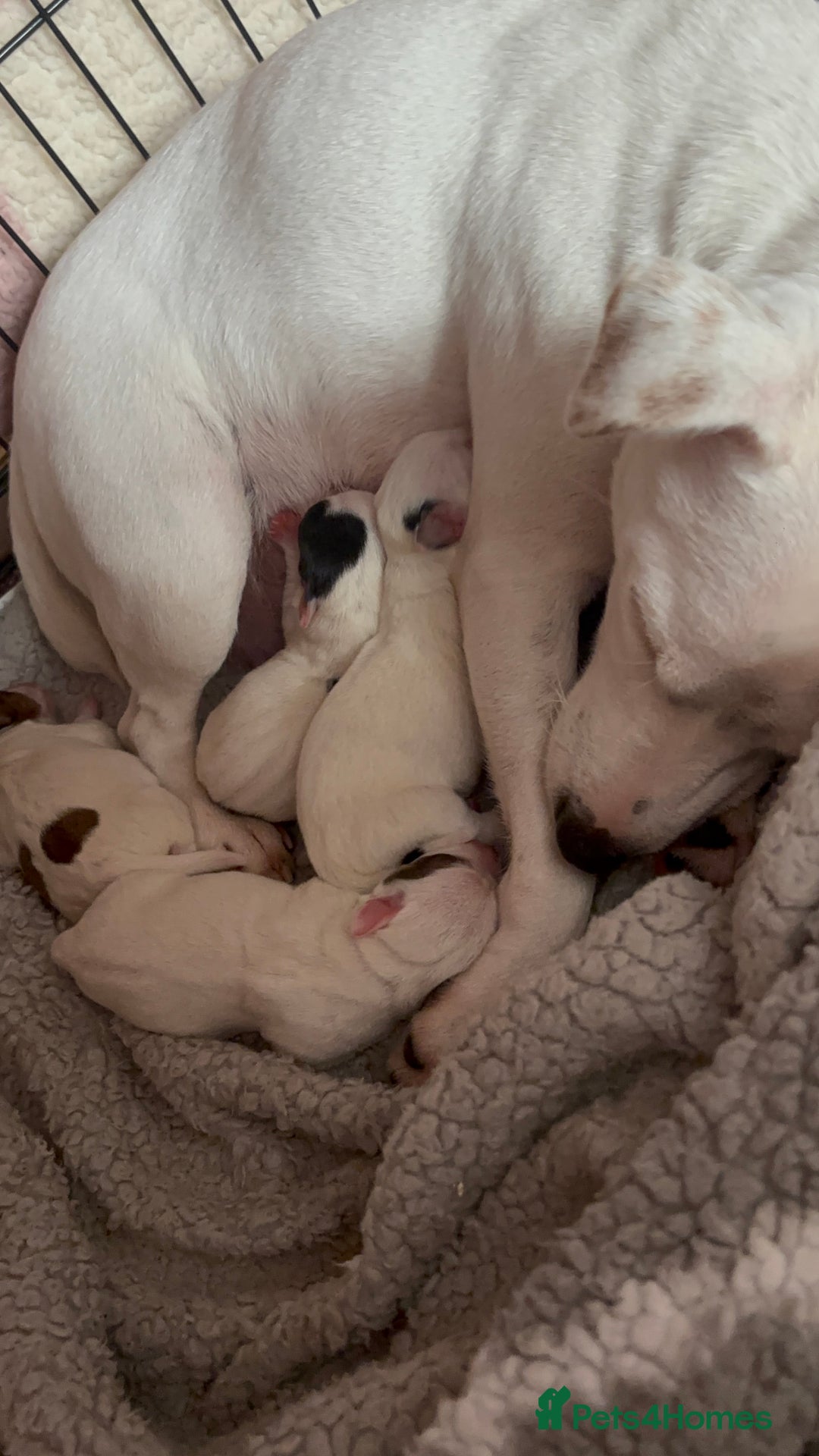 Jack Russell dogs for sale: Beautiful, big and healthy jack Russell pups - Image 2
