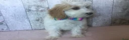 Cavapoo dogs for sale: Adorable Cockalierpoo pups ( so cute) - Advert 5