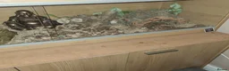 Snake reptiles for sale: Male cb24 royal python  in Leicester - Advert 2