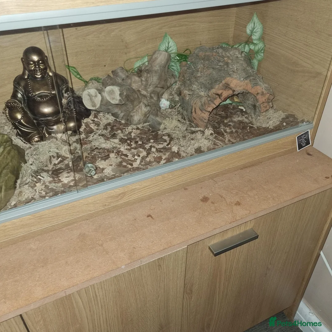 Snake reptiles for sale: Male cb24 royal python  in Leicester - Advert 2