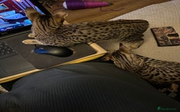 Savannah cats for sale: Savannah F4 girl kittens - Image 9