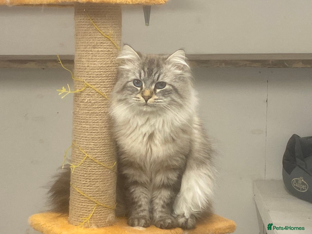 Siberian cats for sale: 🩵🩵Stunning Siberian Neva Masquerade Babies🩵🩵 - Image 31