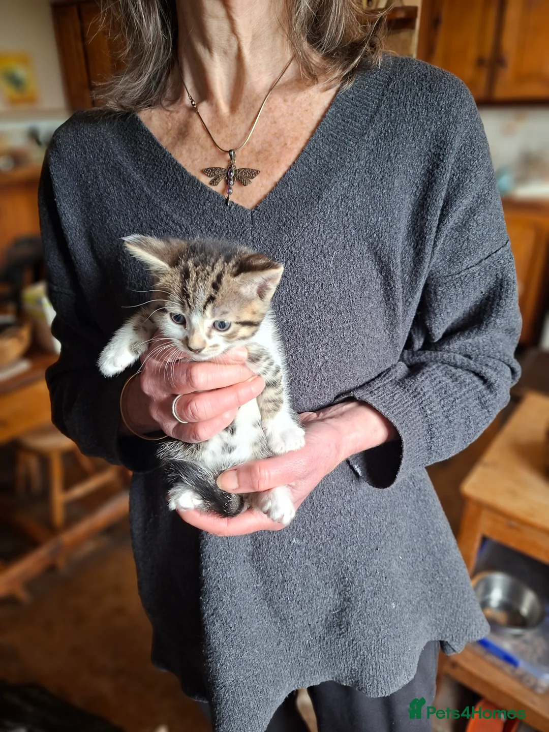 Mixed Breed cats for sale: Lovely healthy kittens in Alston - Advert 2
