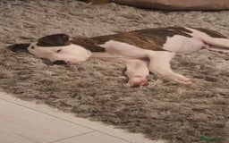 American Bulldog dogs for sale: Male American bulldog 13 week - Image 5