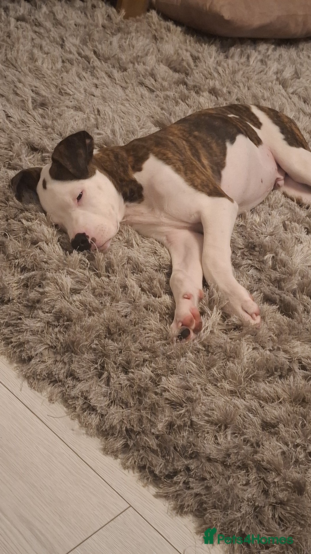 American Bulldog dogs for sale: Male American bulldog 13 week - Image 5