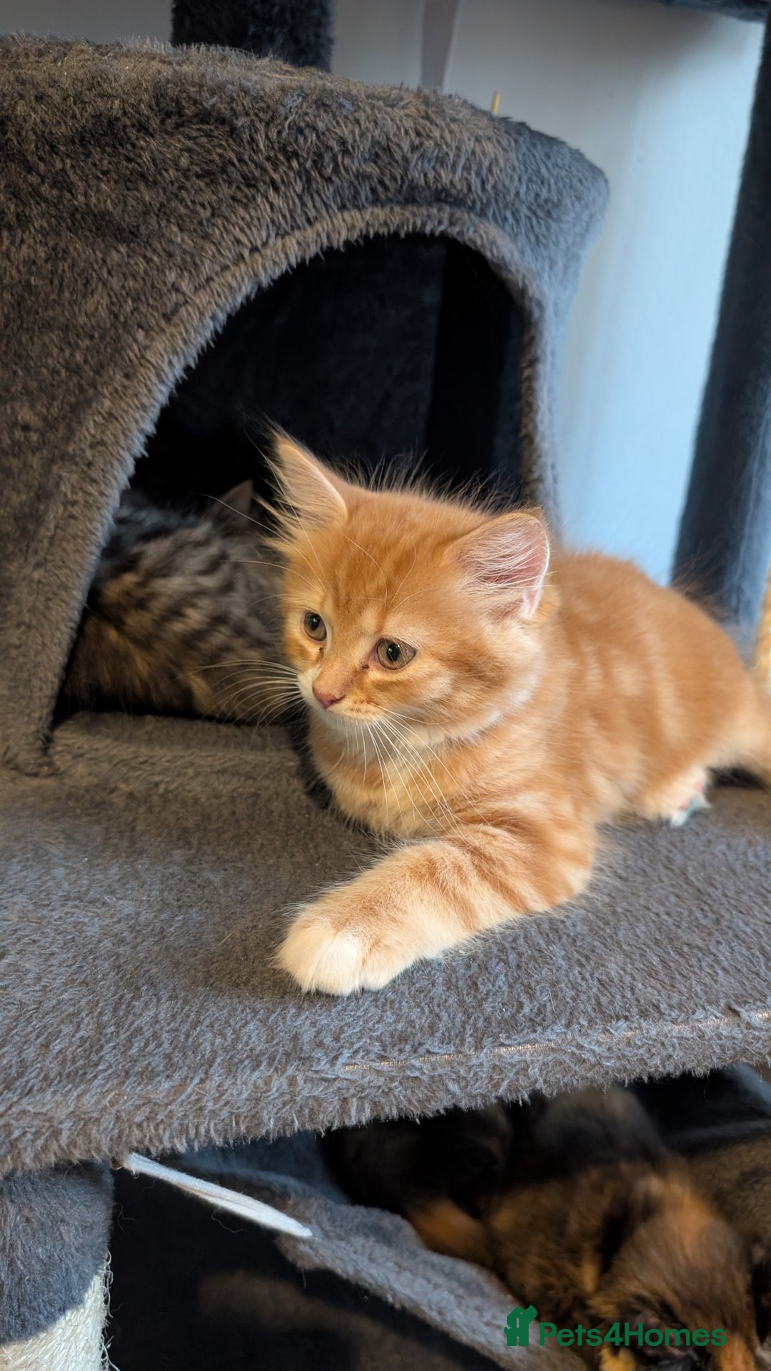 British Longhair cats for sale: 4 Longhaired British mix Kittens  - Image 7