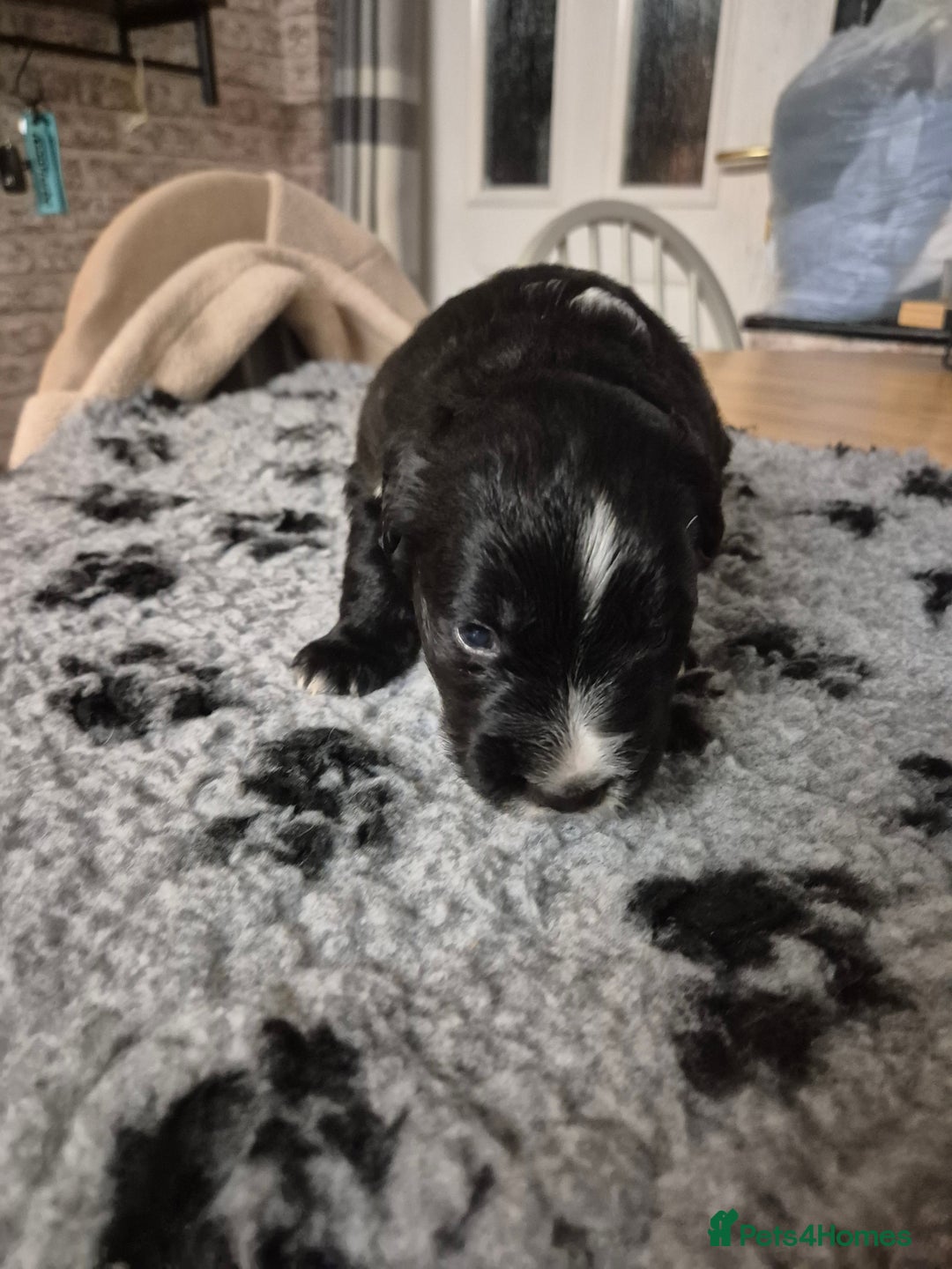 Border Collie dogs for sale: 🏡 Smart, Sweet Border Collie Pups Await You!" - Image 9