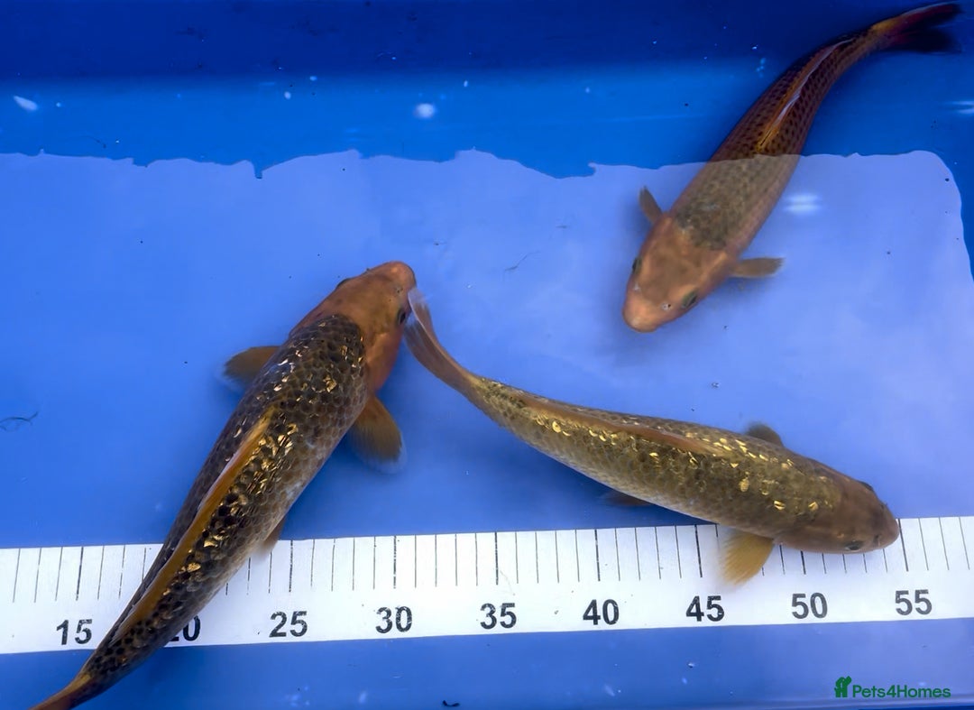 Koi Carp fish for sale: Huge selection of Japanese Koi for sale - Image 3