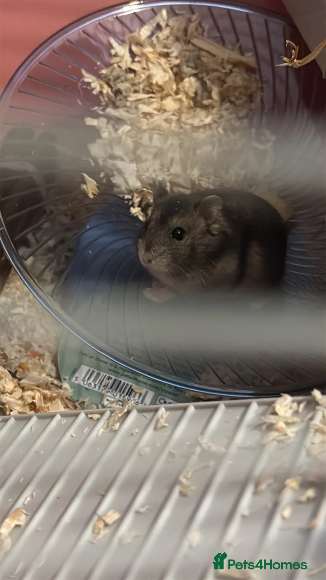 Hamster rodents for sale: Russian dwarf hamster  - Advert 1