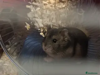 Hamster rodents Russian dwarf hamster - Advert 1