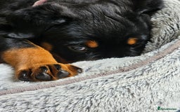 Rottweiler dogs for sale: Pure breed Rottweiler  - Image 36