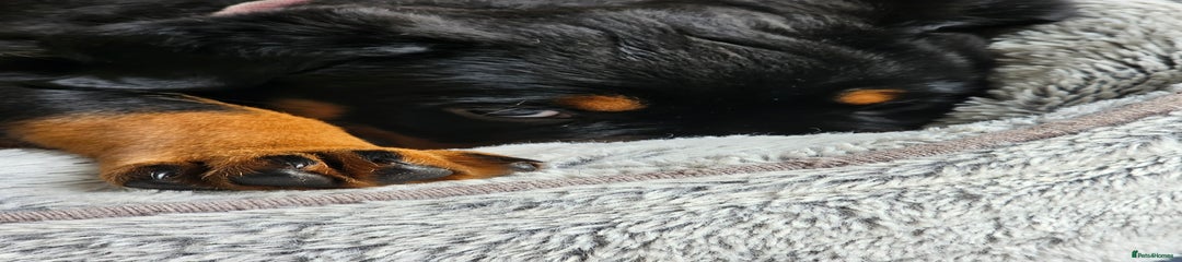 Rottweiler Puppy 3