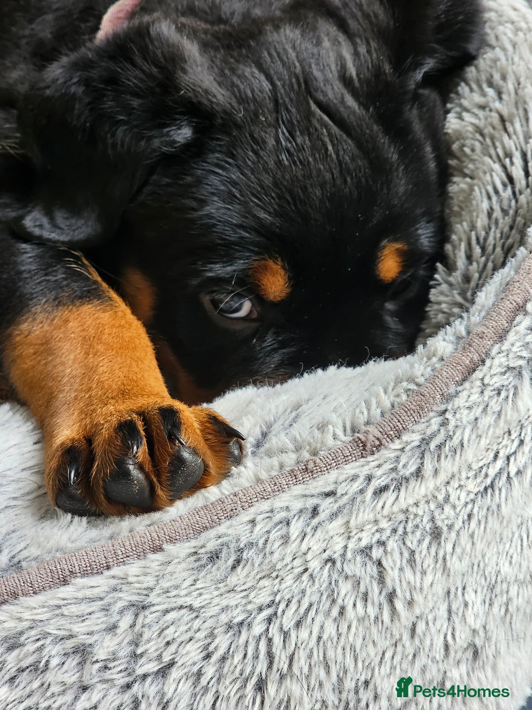 Rottweiler dogs for sale: Pure breed Rottweiler  - Image 36