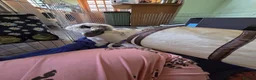 English Spot rabbits for sale: Neutred beautiful boy looking gor his forever home - Advert 15