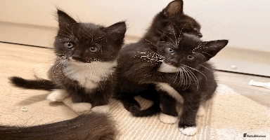 British Shorthair cats in Dudley - Advert 4