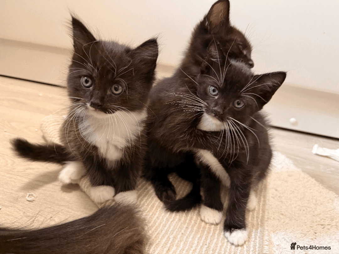 British Shorthair cats for sale: KITTENs males/female longhair shorthair in Dudley - Image 4