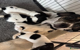 Jack Russell dogs for sale: Tri colour Jack Russell pups  - Image 1