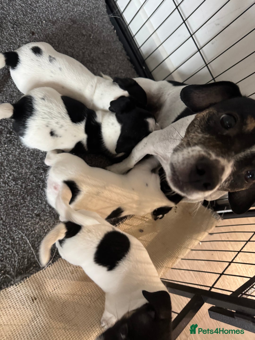 Jack Russell dogs for sale: Tri colour Jack Russell pups  - Image 1