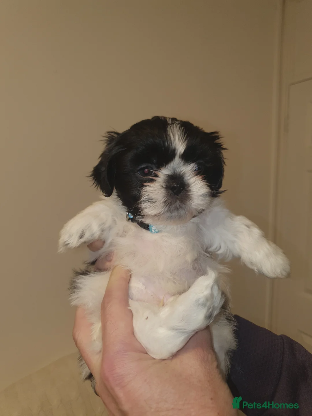 Shih Tzu dogs for sale: 7 shihtzu puppies for sale, merthyr tydfil  - Advert 6