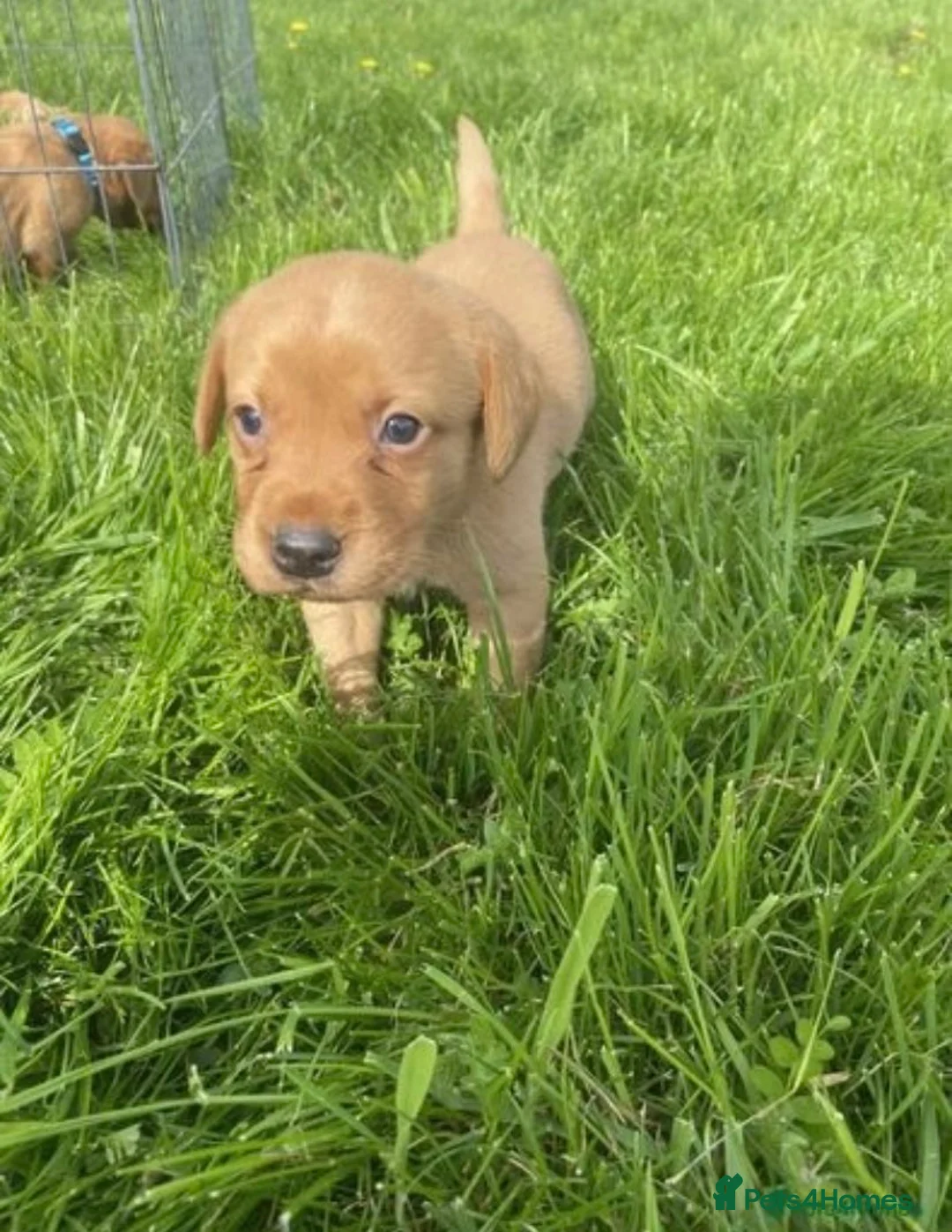 Labrador Retriever dogs for sale: Beautiful kc registered fox red labrador puppies - Advert 20