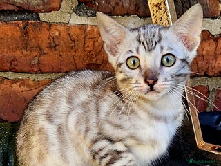 Bengal cats Bengal - Advert 15