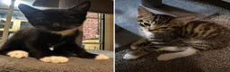 Mixed Breed cats for sale: 3 adorable male kittens looking for a home in London - Advert 3