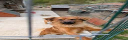 Mixed Breed dogs for adoption: Bert  in Brighton - Advert 10