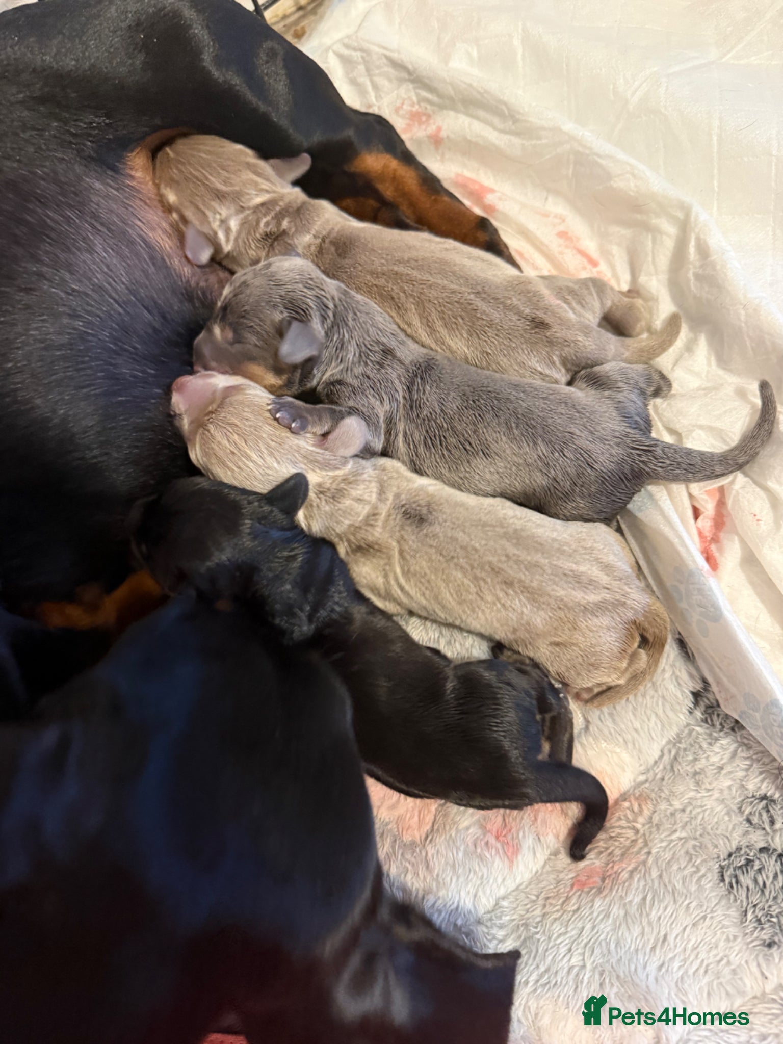 Miniature Dachshund dogs Tiny miniature dachshund  - Advert 1