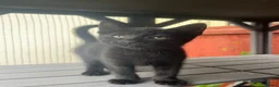 Mixed Breed cats for sale: Lovely kittens - Advert 12