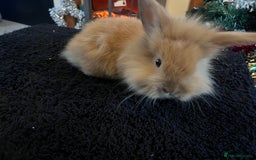 Lionhead rabbits for sale: 3 baby bunnies looking for there forever home - Advert 3