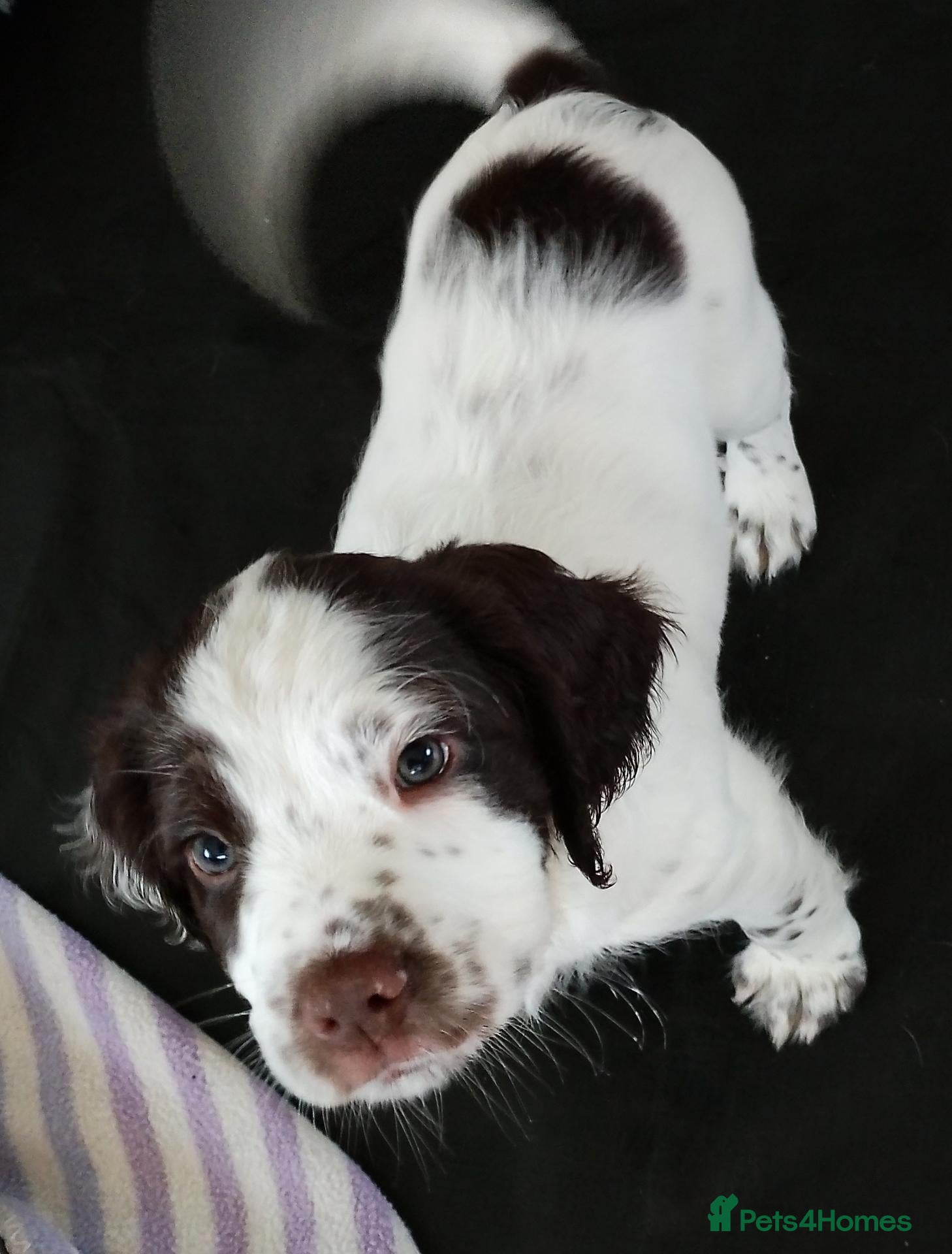 Sprocker dogs for sale: Gorgeous Sprocker Boy ❤️ - Advert 2