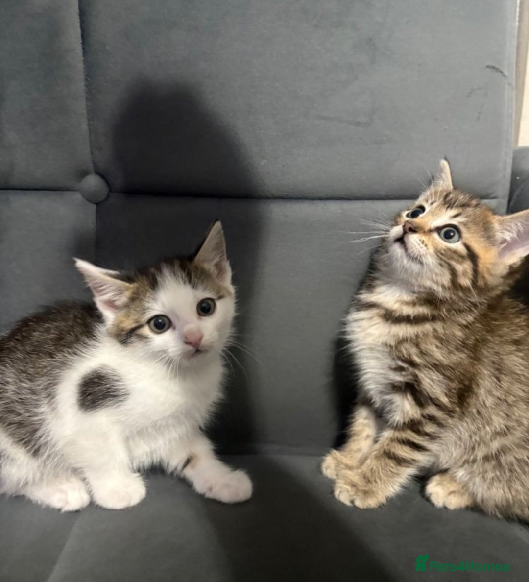 Mixed Breed cats for sale: Kittens  - Advert 2