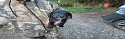 Mixed Breed dogs for sale: 4 stunning lakeland cross jrt  - Advert 9