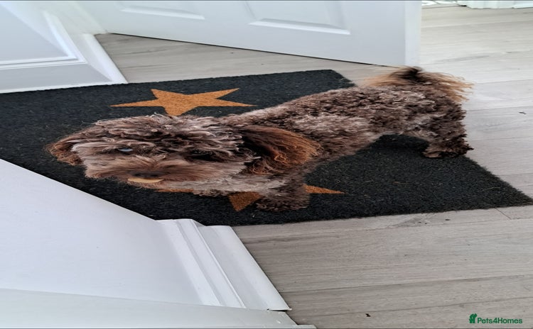 Cockapoo dogs in Bristol - Advert 12