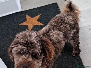 Cockapoo dogs in Bristol - Advert 8