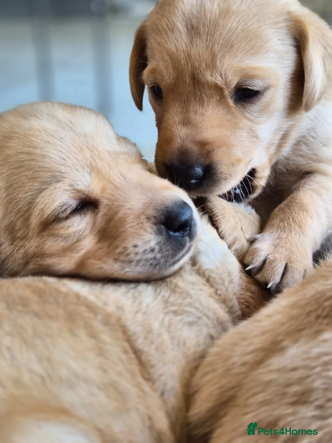 Labrador Retriever dogs for sale: KC Registered Labrador Puppies  in Dorchester - Advert 2