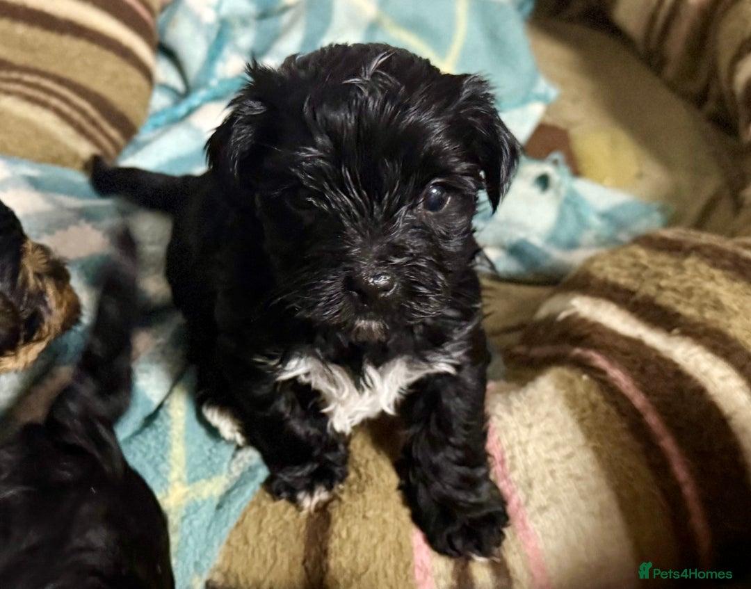 Yorkshire Terrier dogs for sale: Miniature Yorkshire terrier puppies  - Image 8