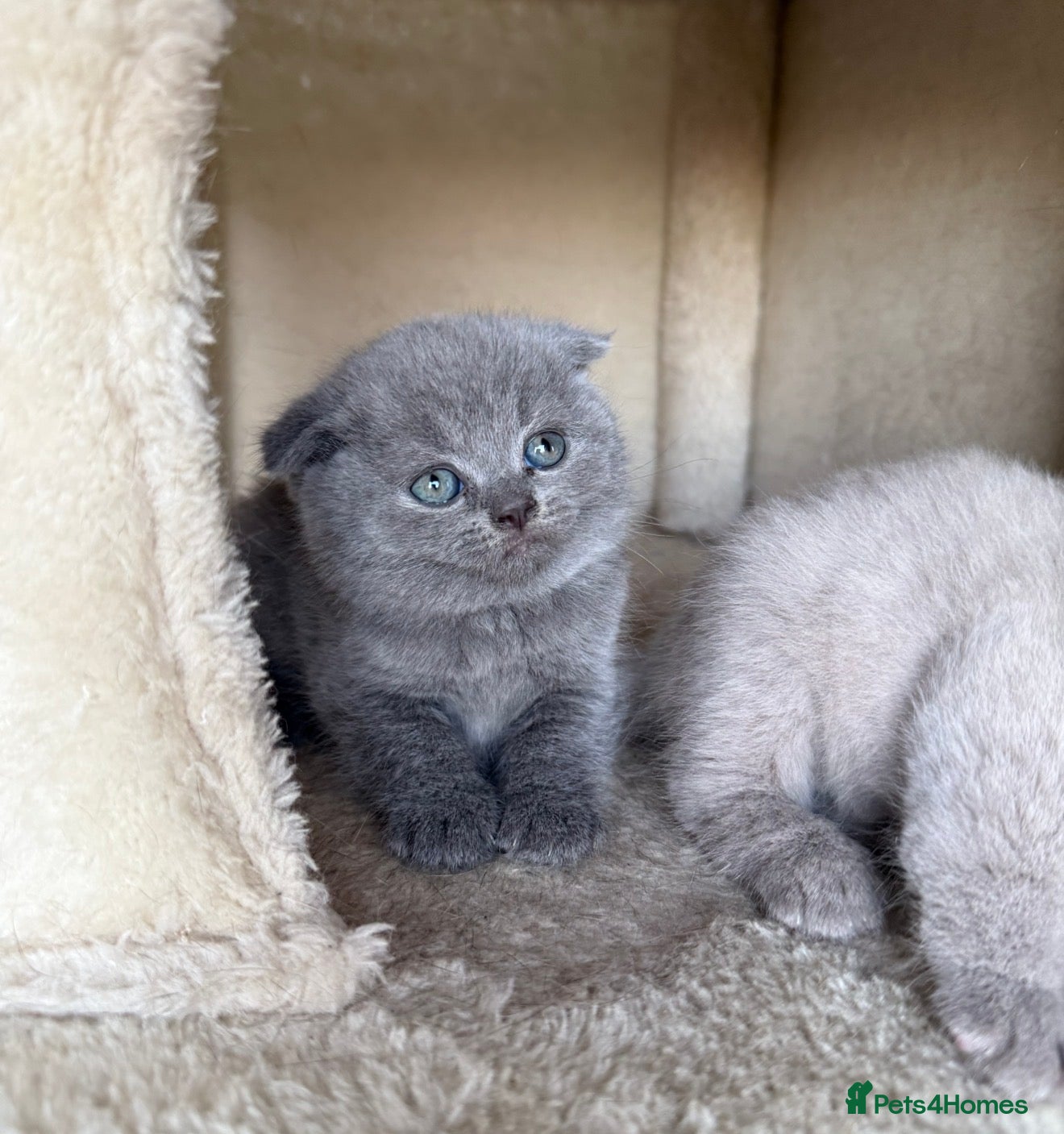 Scottish Fold cats Beautiful Scottish fold/straight kittens☺️ - Advert 6