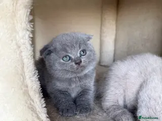 Scottish Fold cats Beautiful Scottish fold/straight kittens☺️ - Advert 6